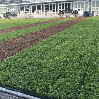 Квадратная форма Hdpe растение поднос крыша Терраса садовый горшок плантатор для наружных расширителей наборов