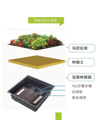 Квадратная форма Sedum зеленой крыши поднос для пластиковых больших садовых плантаторов и зеленых растений