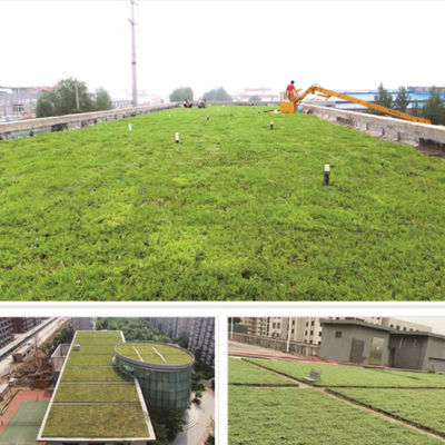 Экологически чистый Sedum Green Roof Modular Tray System для посадки цветов и овощей