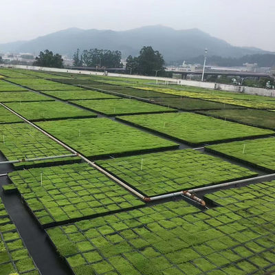 Экологически чистый Sedum Green Roof Modular Tray System для посадки цветов и овощей